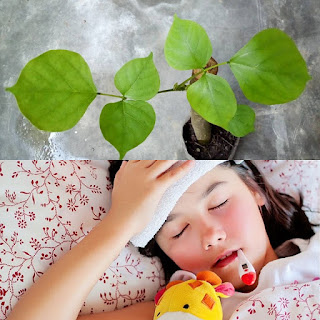 Manfaat Daun Dadap Serep Untuk Demam Dan Penurun Panas tanaman dadap serep yang biasanya sengaja ditanam untuk dijadikan tanaman pagar dipekaran Manfaat Daun Dadap Serep Untuk Demam Dan Penurun Panas