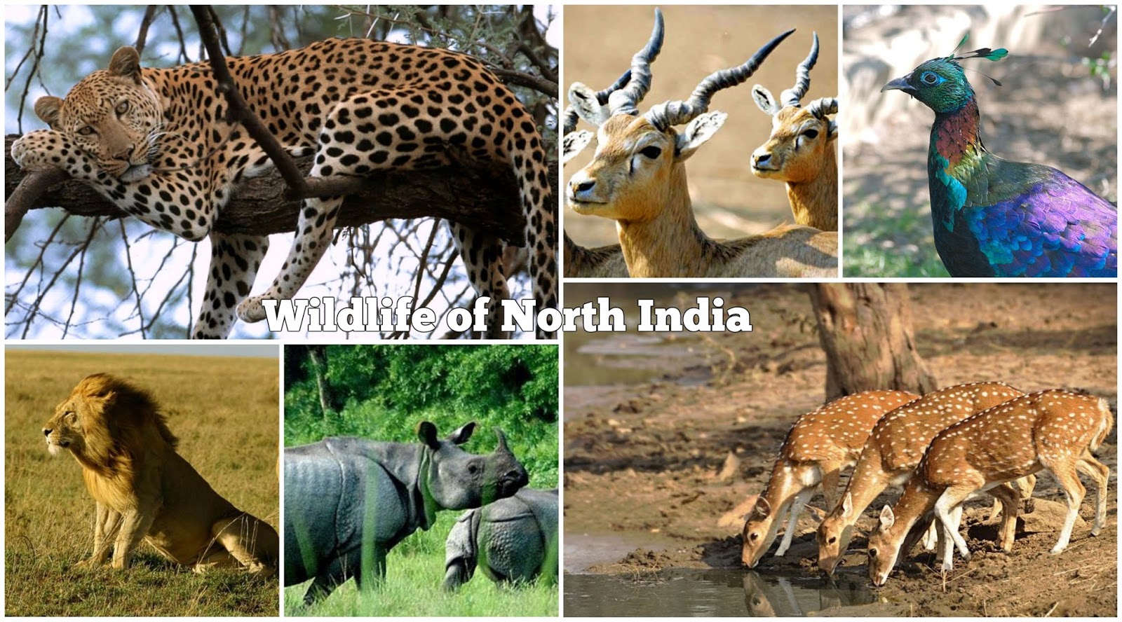 wildlife of india wildlife of india