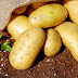 The Proper Weather Climate For Growing Potatoes