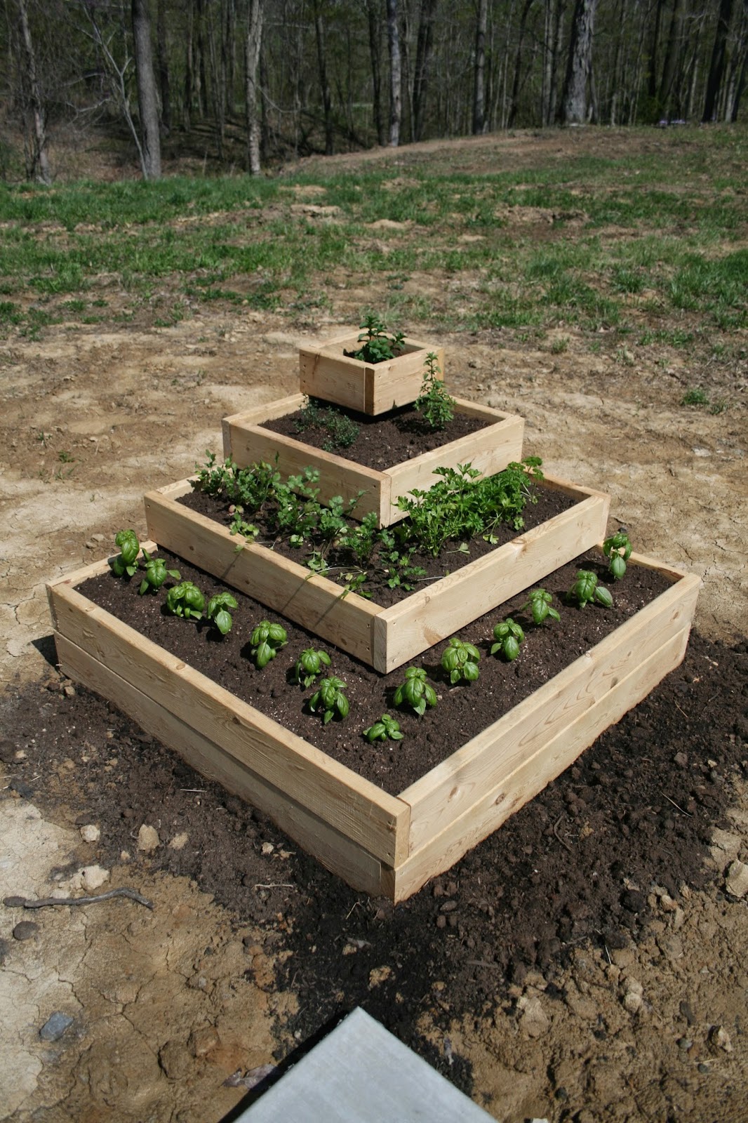 Oregon Transplant My New Herb Garden