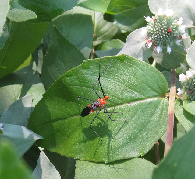 6 Generations: A Bug and its Shadow