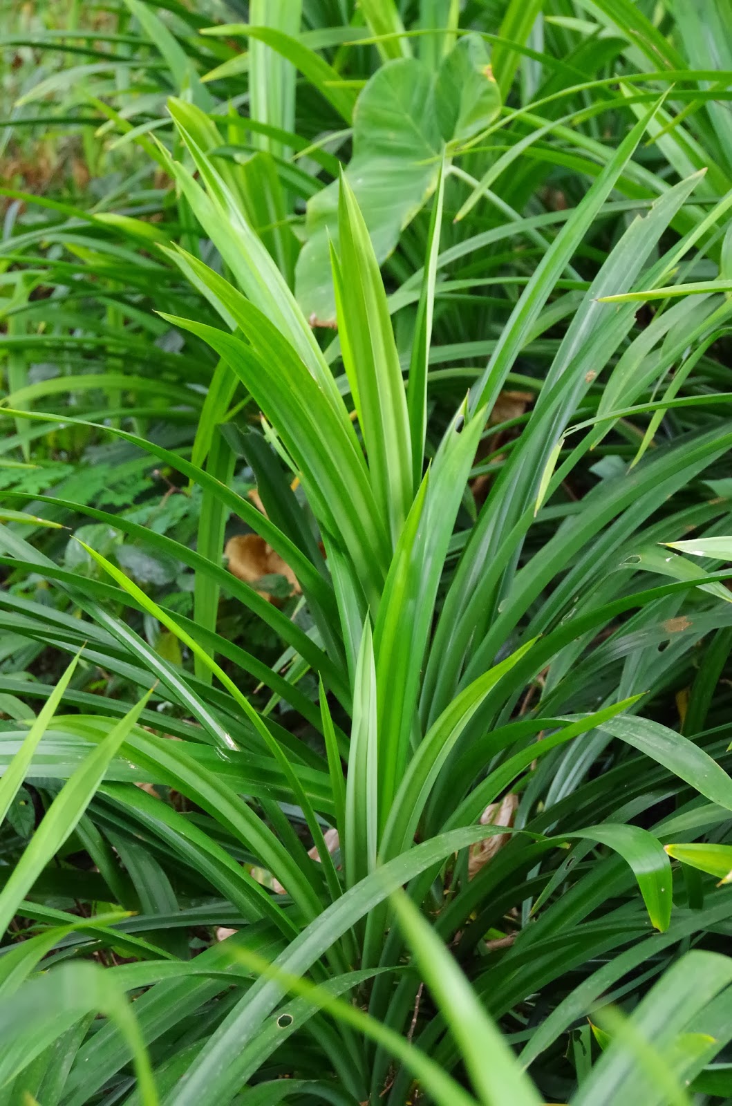 Trees and Plants Pandan Leaf