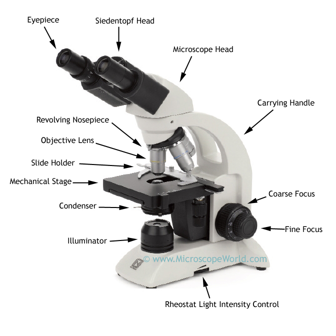 Microscope World Blog: Biological Microscope Parts