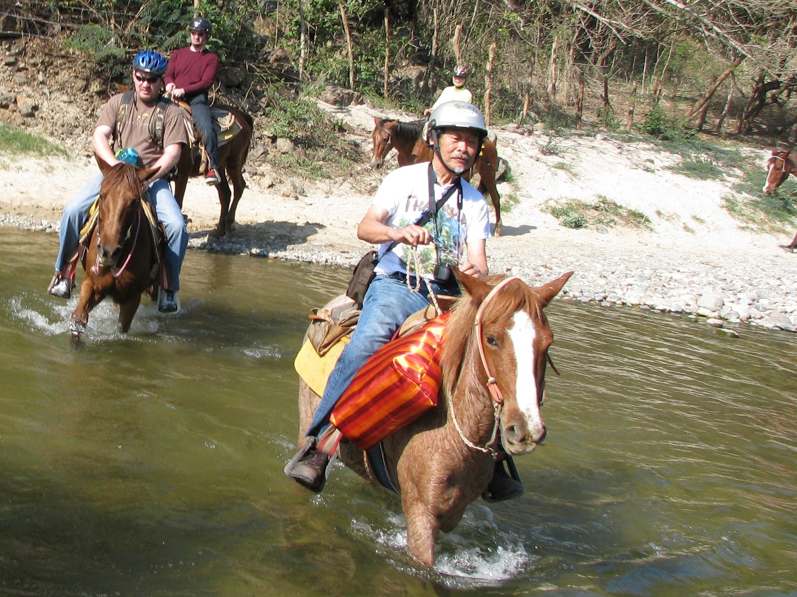 Cruise Tip 3 how to swim a horse