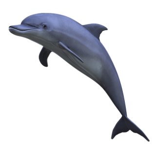 dolphin_2 dolphin_2