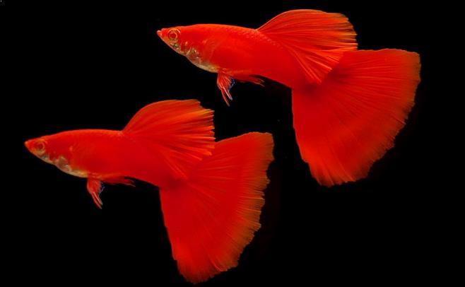 5 Daftar Ikan Hias Untuk Akuarium Kecil Ikanesia Id