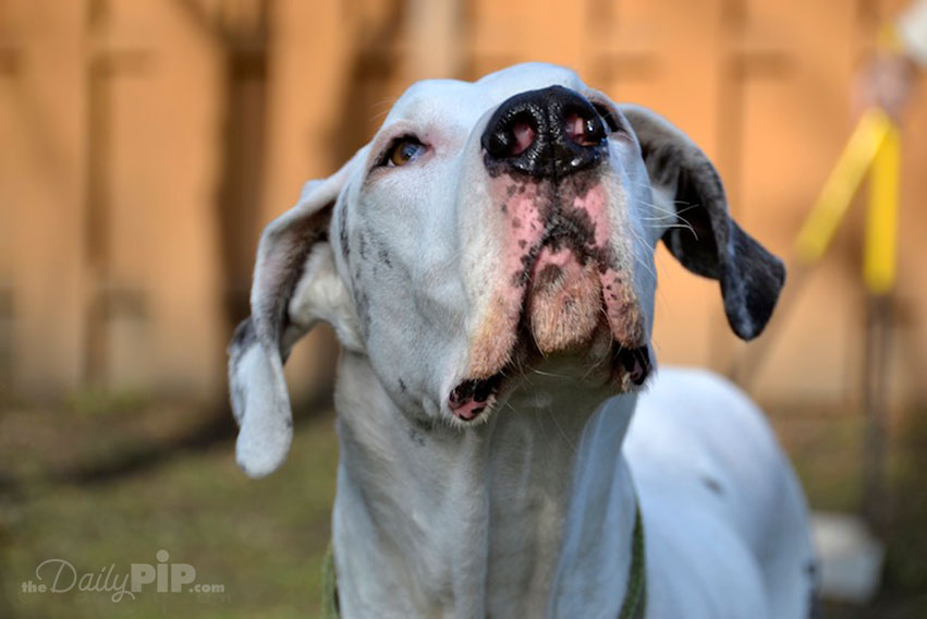 Adopting A Bait Dog Adopting A Bait Dog