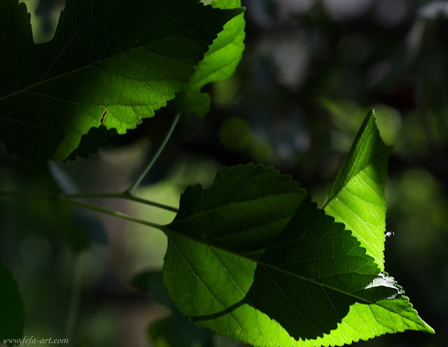 YY0P6772111.jpg