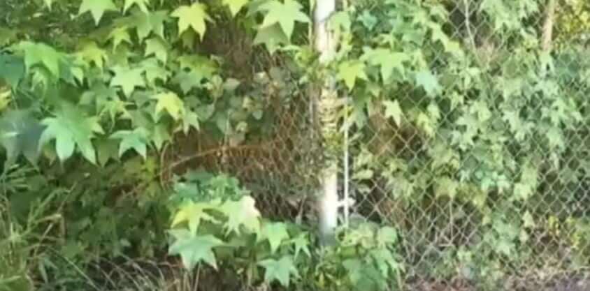 Rescuers Discovered An Abandoned Dog Nursing A Little Kitten In Ravine