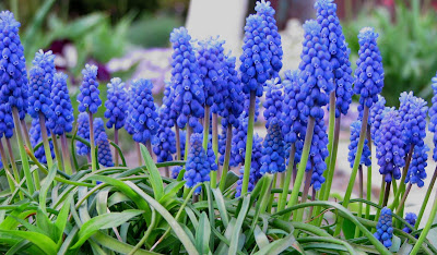 Too Much Weather !!! - Page 3 Muscari_armeniacum2