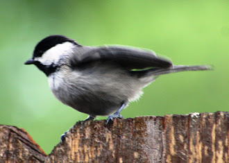 Photograph of black-capped chickadee playing in my backyard.