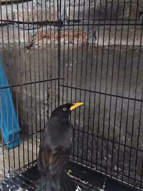 Mengenal Burung Jalak Kebo Terbaru Manuk Ndeso