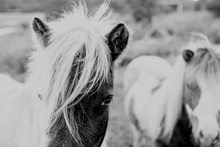 horse eye close up miniature pony
