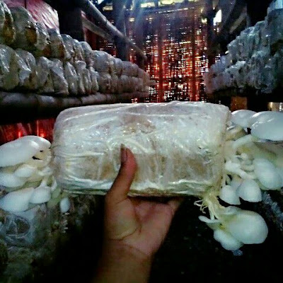 Budidaya jamur tiram Budidaya jamur tiram