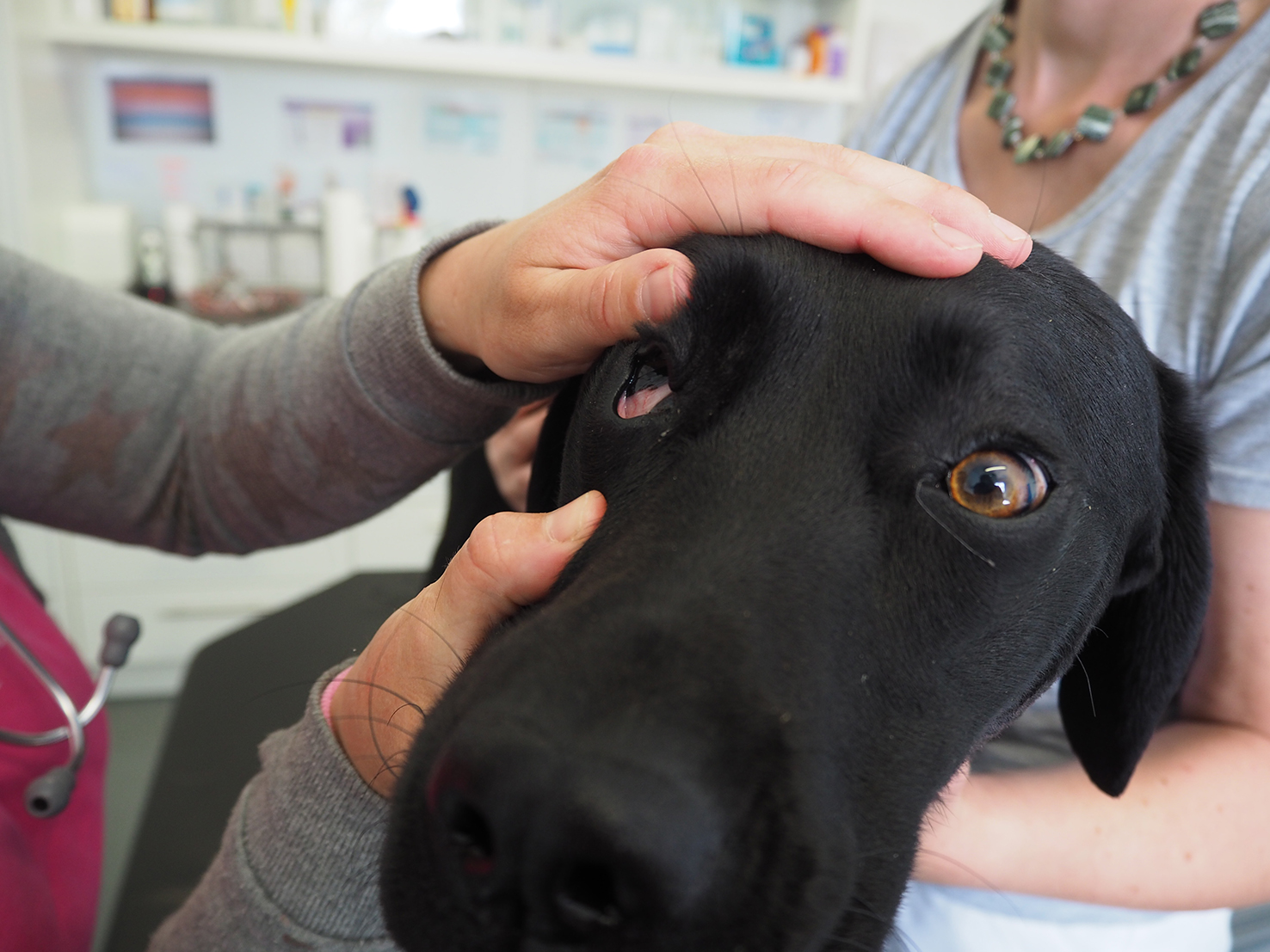 Labimaus Bevor�s und wenn�s mal zwickt Beim Tierarzt