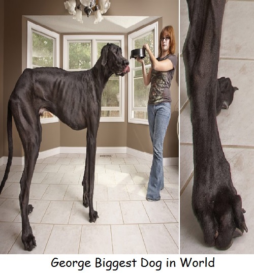 The Biggest Dog in World Can You Believe It