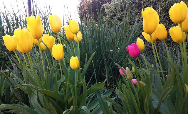 Multiple yellow tulips standing tall with a single violet tulip amidst them