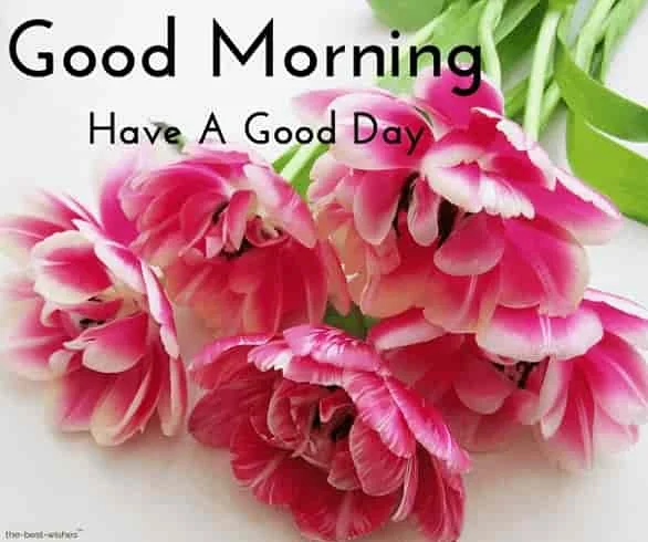 good morning wishes with rose