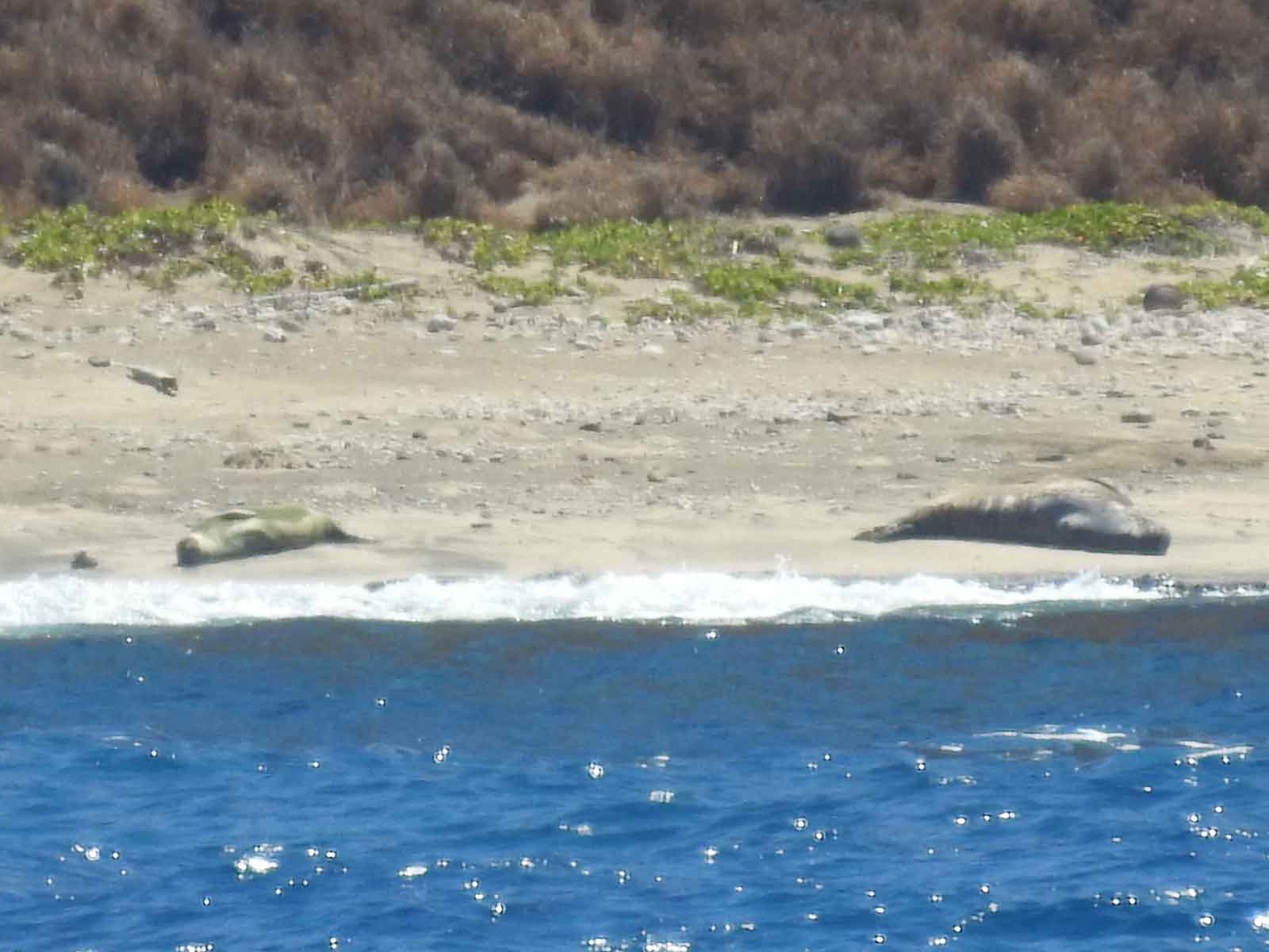 Monksealmania Blo 7 11 2016 Db S Dailies Kala Uu 7 11 2016 Db S Dailies Kala Uu Aukai C Rabbit Island Kaiwi Po4 Ad Nihoa Po3 Rk36 Mokuleia Ri37 Holokai Turtle Bay Pohaku Pk3 Kauai