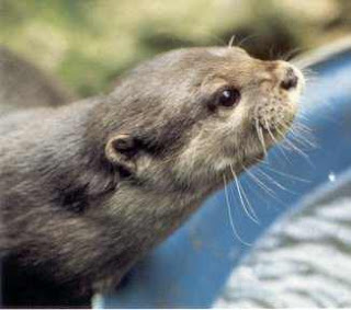 Beenie the tame otter belonging to Sophie Neville