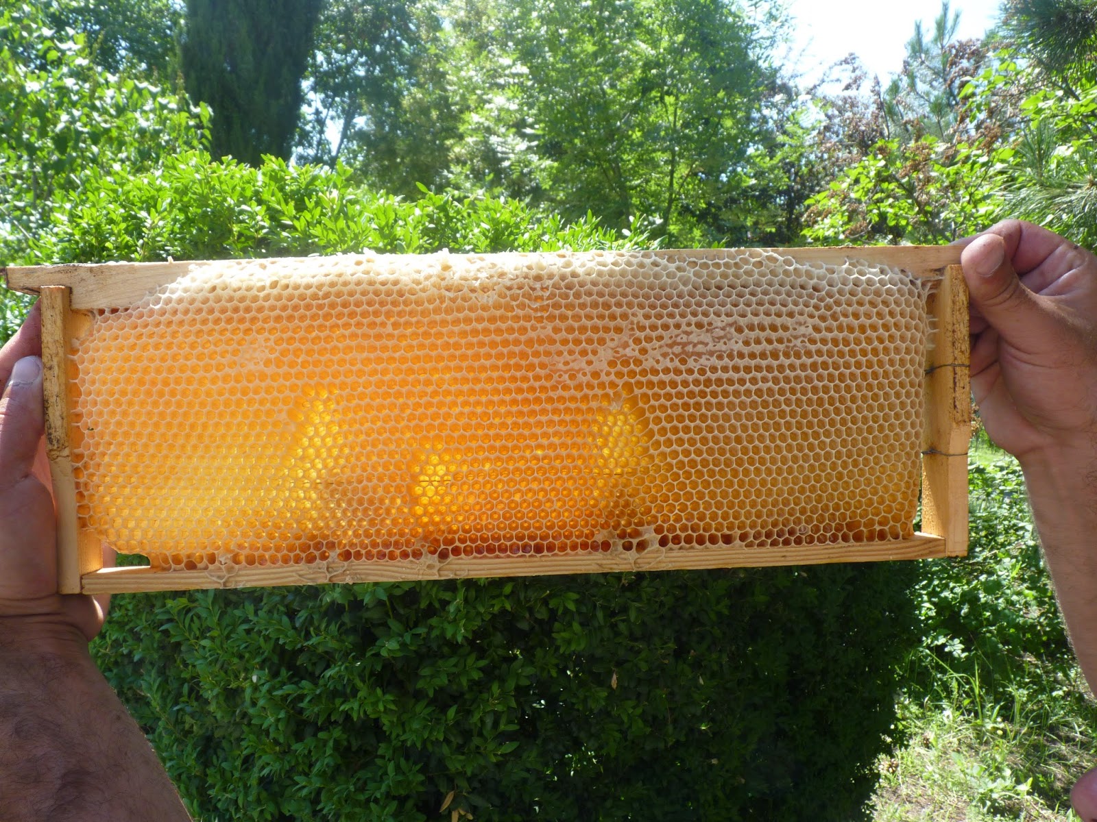 медовые рамки с сотами. рамка меда в сотах. соты меда. рамка сот. рамка сот.