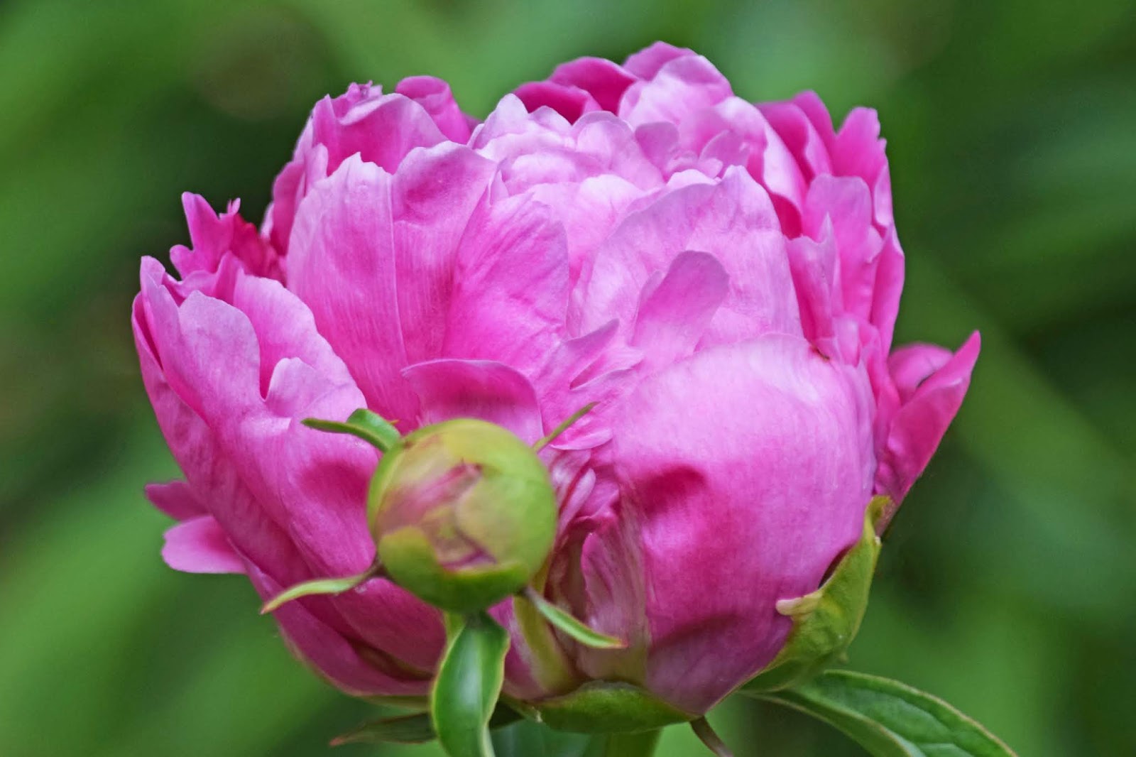 Southern Peony 2020 Peony Blooms Week 5 Late Mid