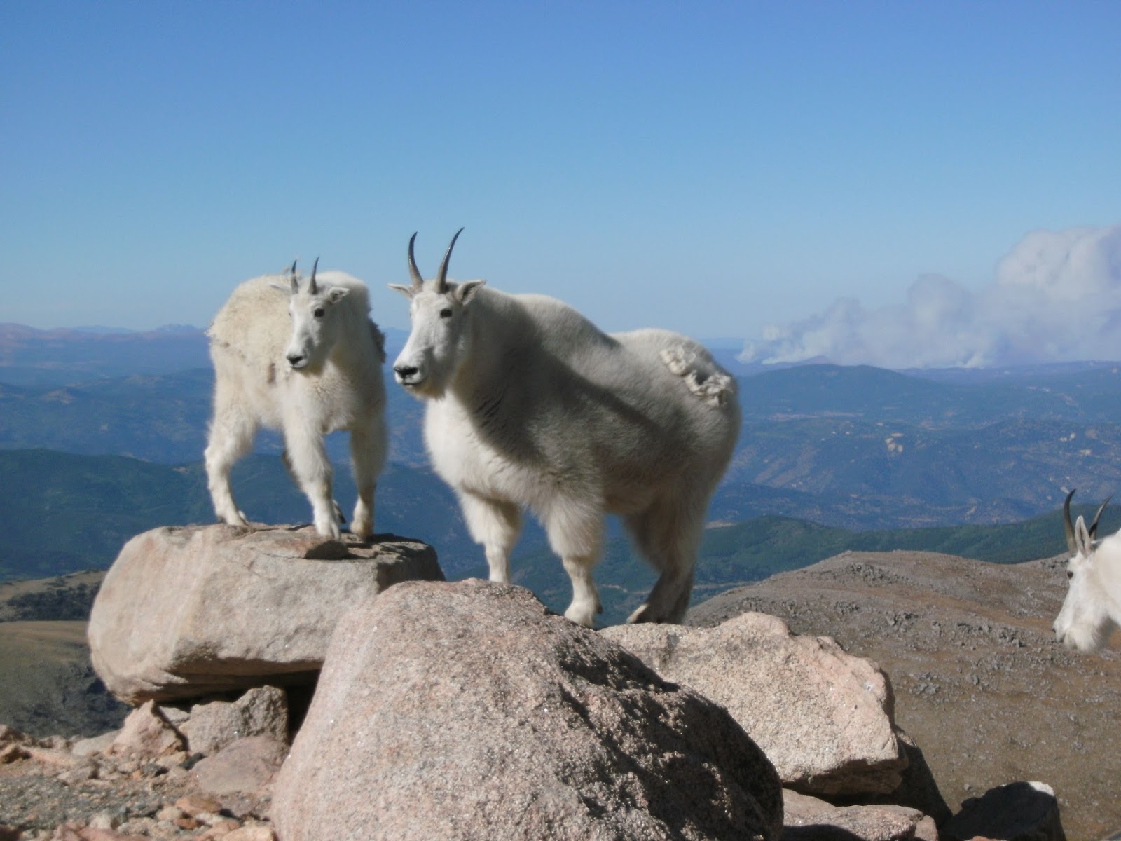 Explore Colorado Mount Evans Mountain Goats and Big Horn Sheep