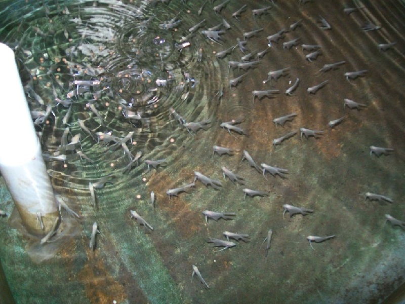 Budidaya IKan Patin Pemilihan Bibit dan Pembenihan Budidaya IKan Patin