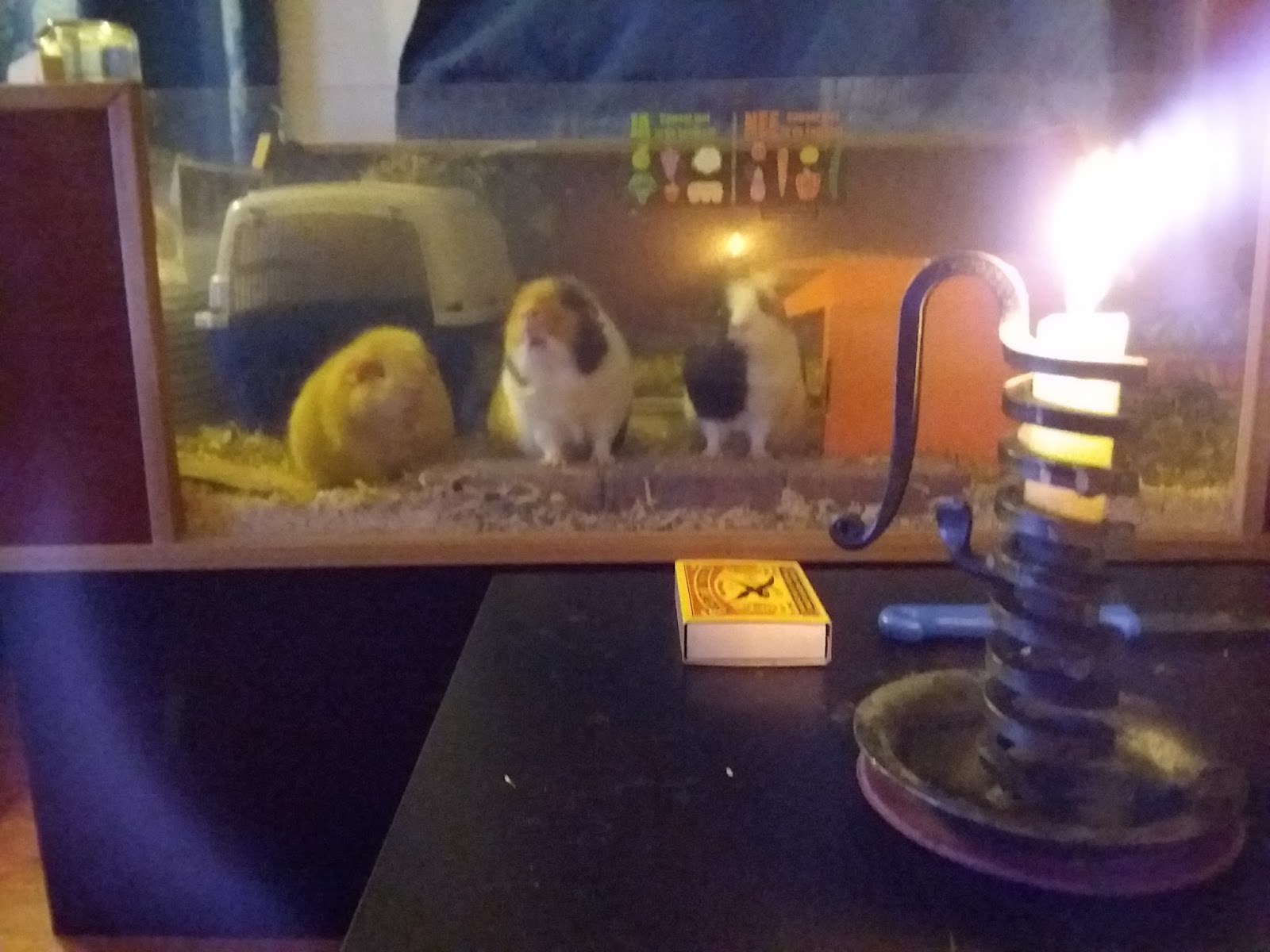 Undercover Guinea Pigs We also lit a candle
