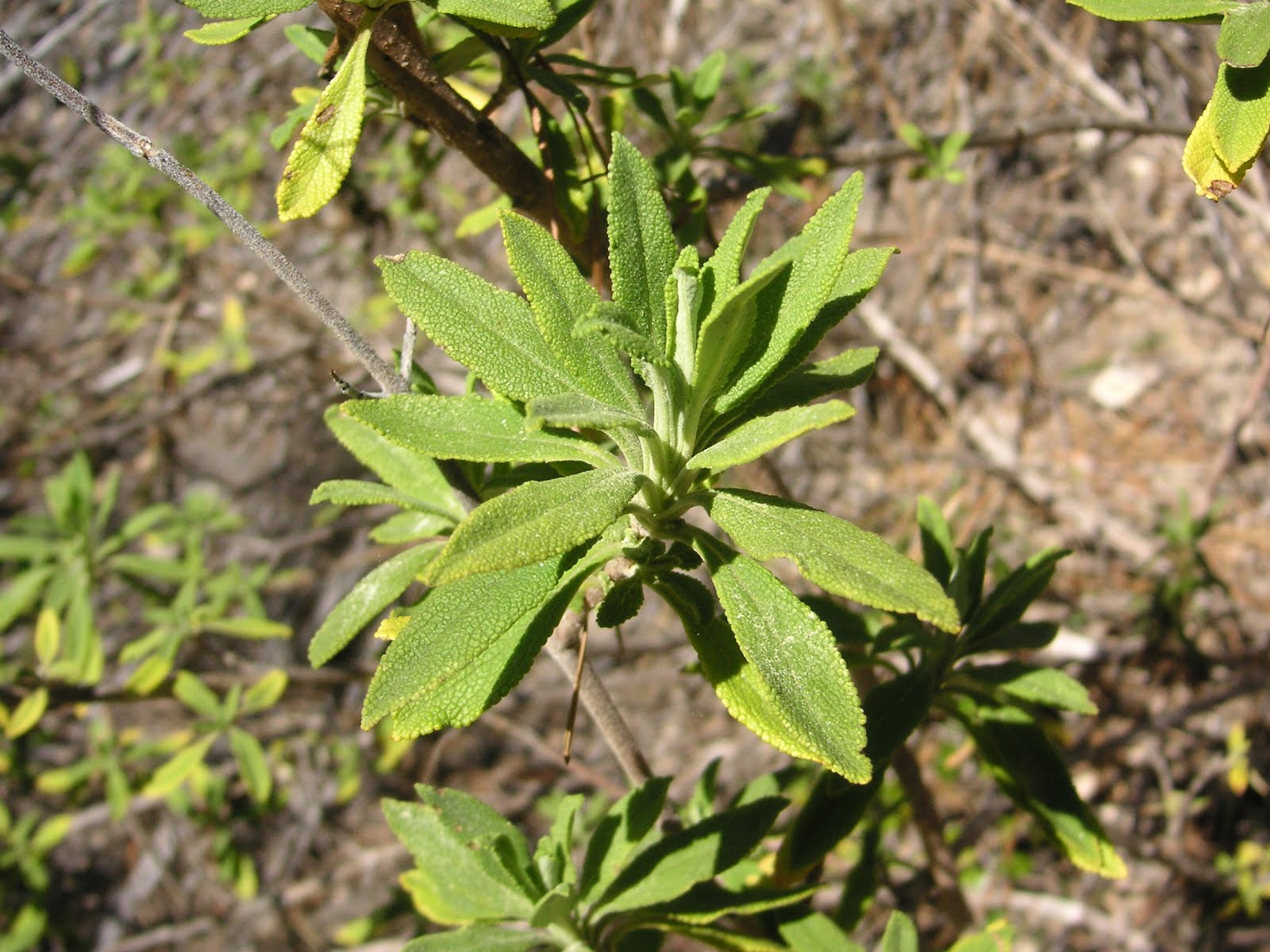 Nature ID black sage 03/03/12 Jacks Peak