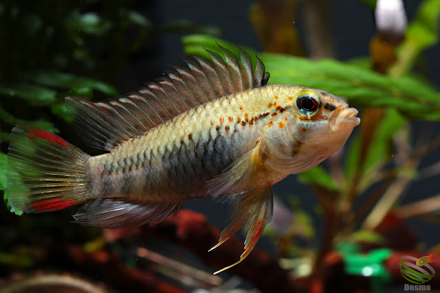 Apistogramma cf. macmasteri from Rio Tame