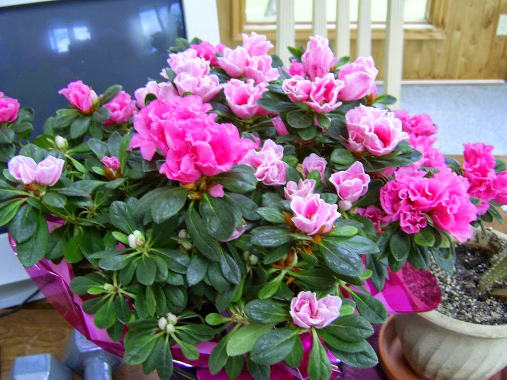 Plants Toxic To Cats My Dear Feline