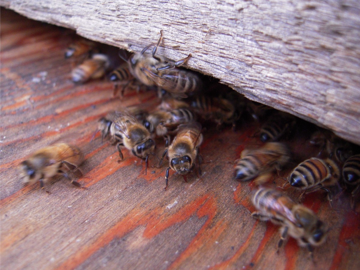 Burger's Onion Bee Season Wrapup