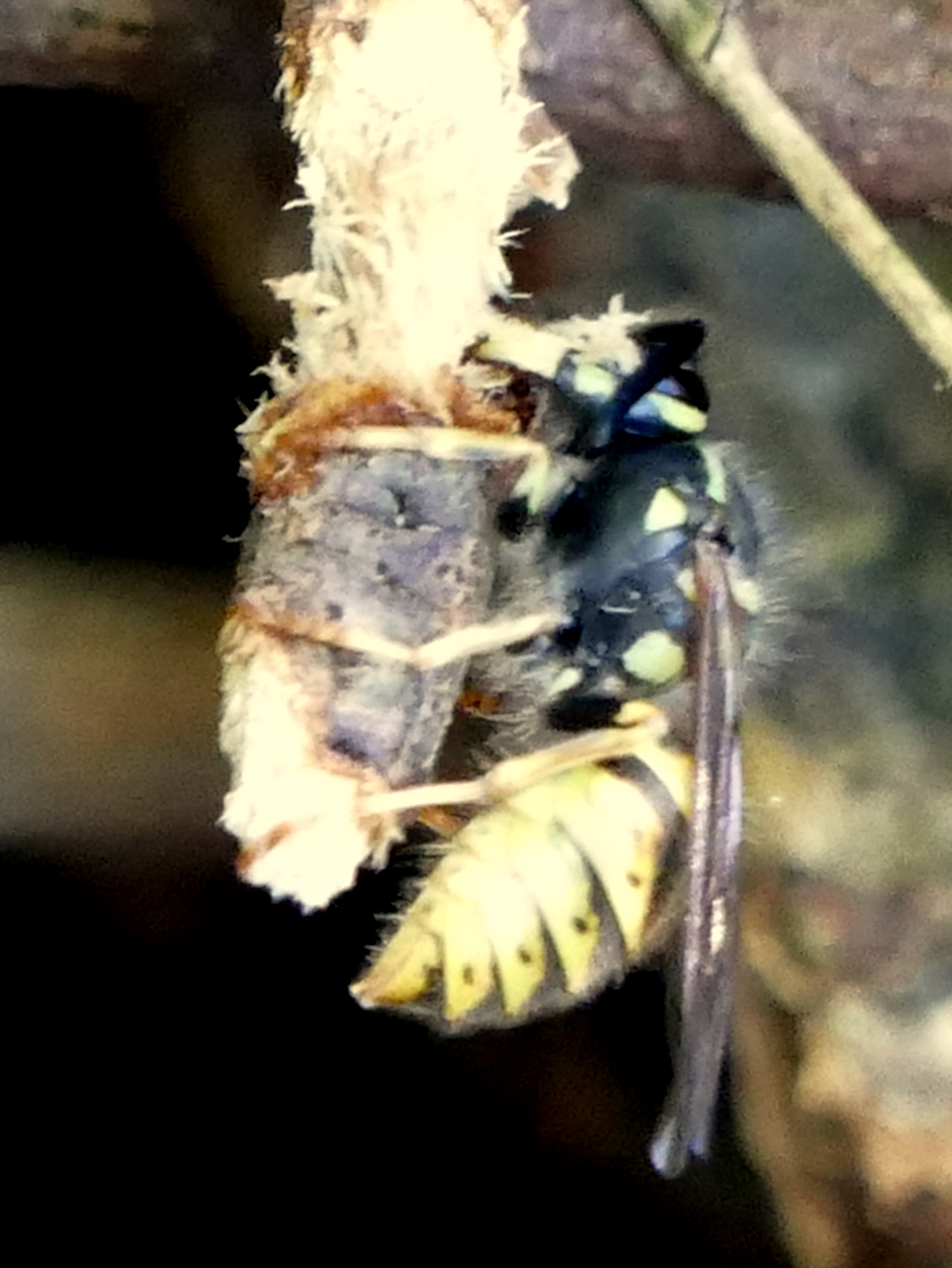 Peter Lovett's ramblings A Common Wasp chewing wood to make a "paper