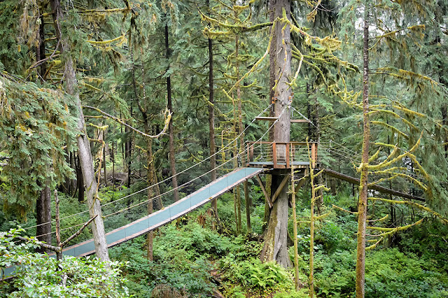 Observation Platform at Alaska Rainforest Sanctuary