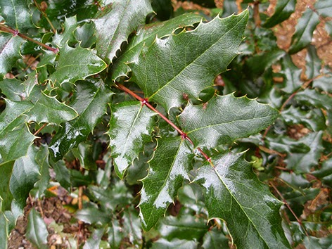 Mahonia