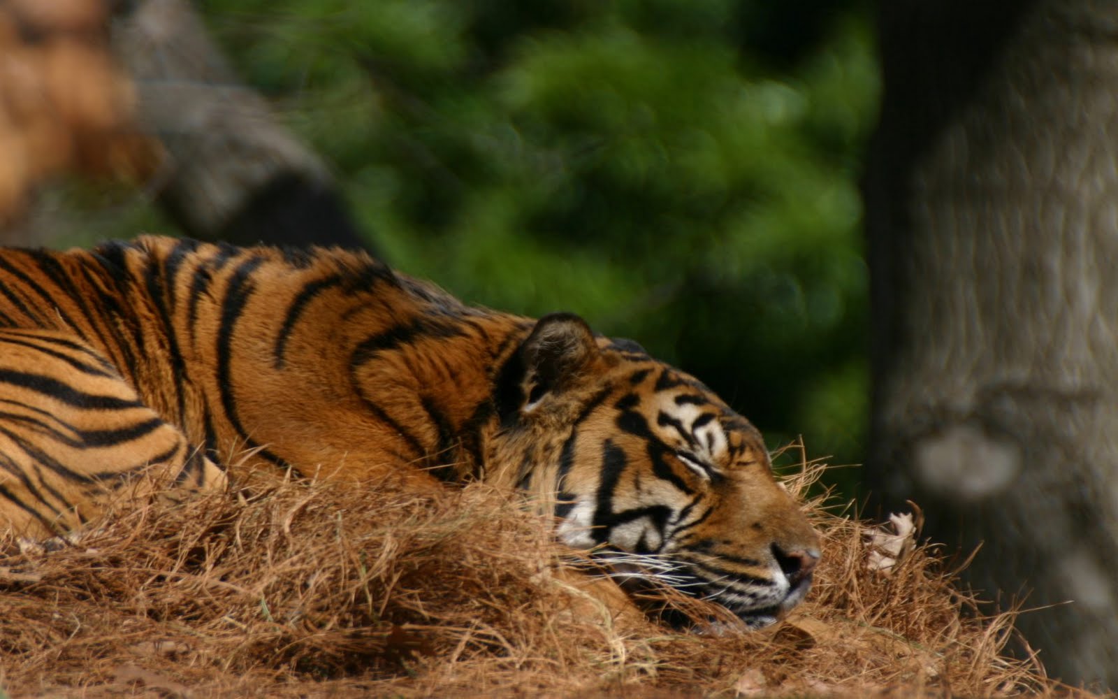 El Tigre | Segundo Animal