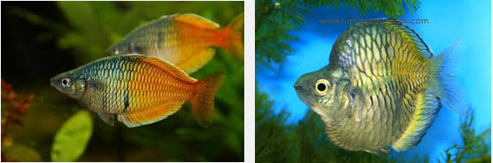Mengenal Ikan Rainbow Boesemani