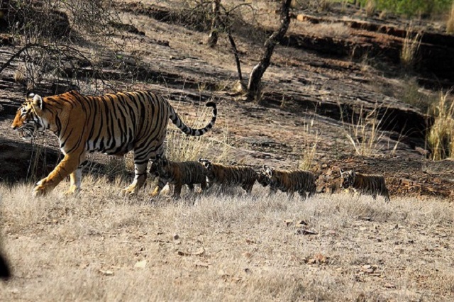 Ranthambore National Park in Rajasthan Enjoy Tiger Safari in The Ranthambore National Park.