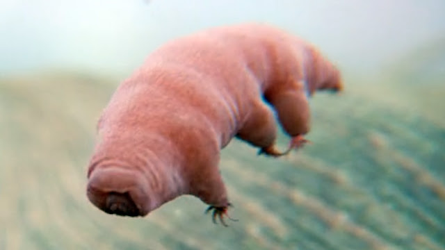 tardigrade