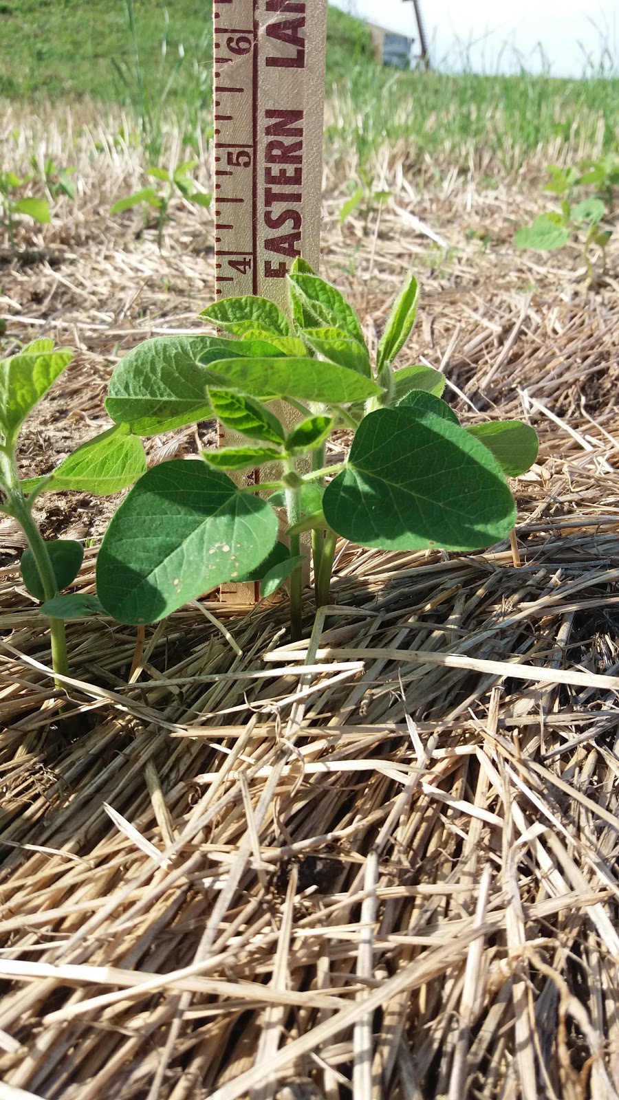 Happily married...to the cows! Corn and Beans..."Episode 2"...