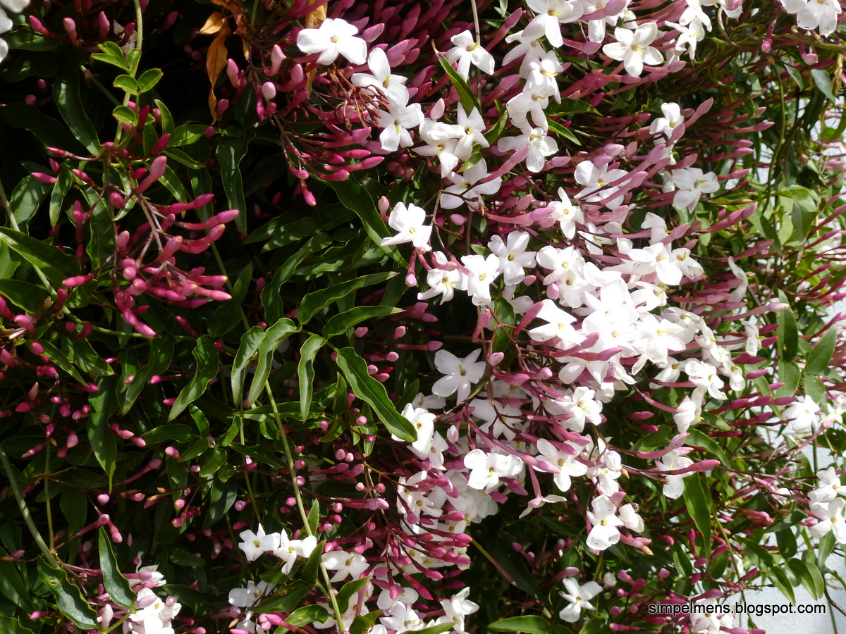 SimpelMens Zelf potpourri maken