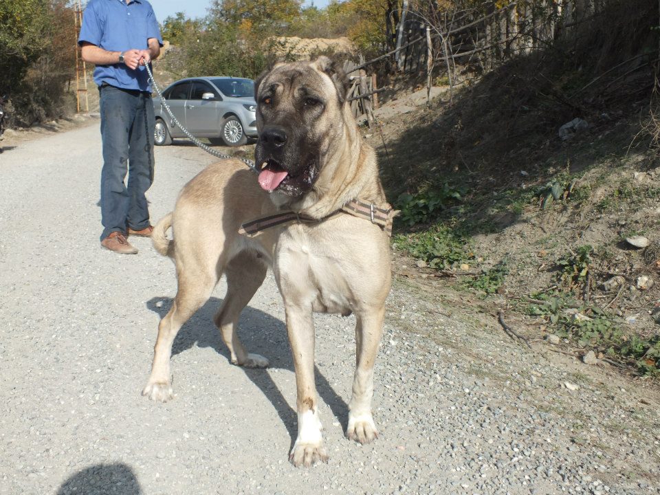Çoban Köpeği Türk Çoban Köpekleri KANGAL SEVDALILARI