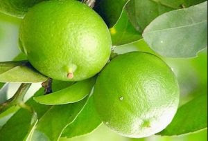 Khasiat Buah Limau Nipis Untuk Kesihatan  Informasi Santai