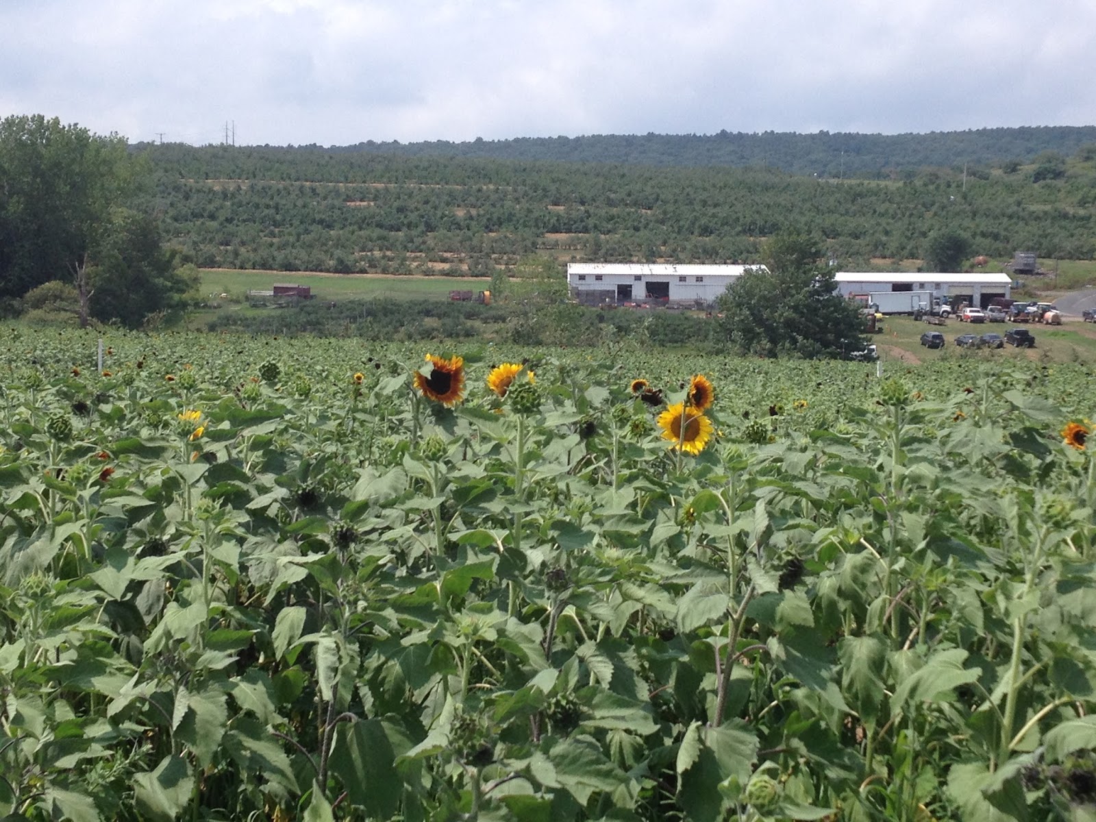 My Connecticut Lyman Orchard Sunflower Maze Aug 327, 2017
