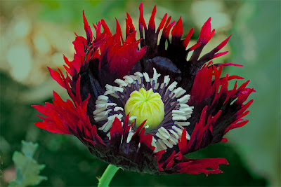 Linda Cochran's Garden: Papaver 'Drama Queen'
