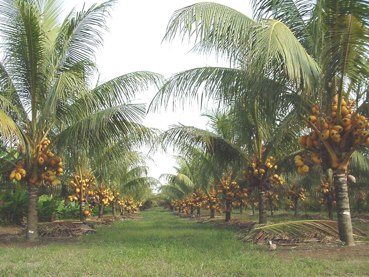 The Basics of Starting a New Coconut Plantation