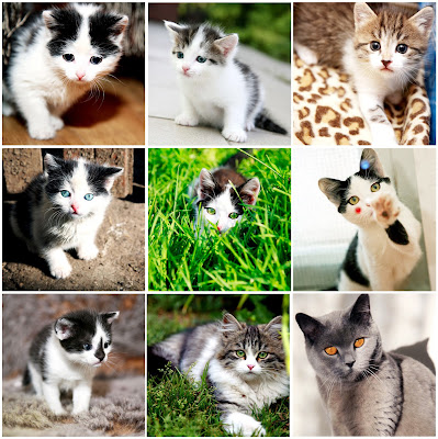 Fotografías de gatitos