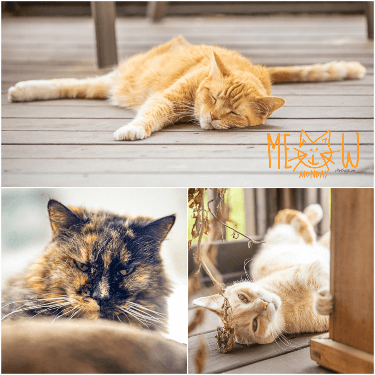 Meow Monday - pictures of cute cats to start the week! Come see what Jack, Squeaky and Nacho Man Kitty Savage have been up to this week! picture collage of 3 cats