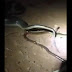 Watch this giant Snake give "live birth" to her babies. Yes, she didn't laid any eggs.
